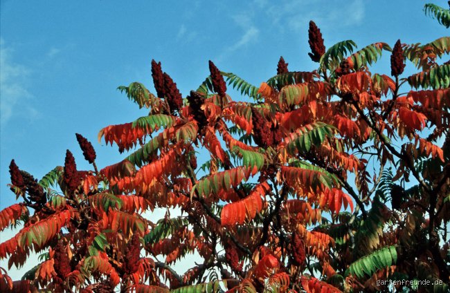 Ist der Essigbaum ein Neophyt?