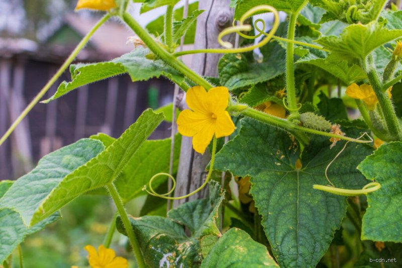 Warum hat eine Gurke nur männliche Blüten?
