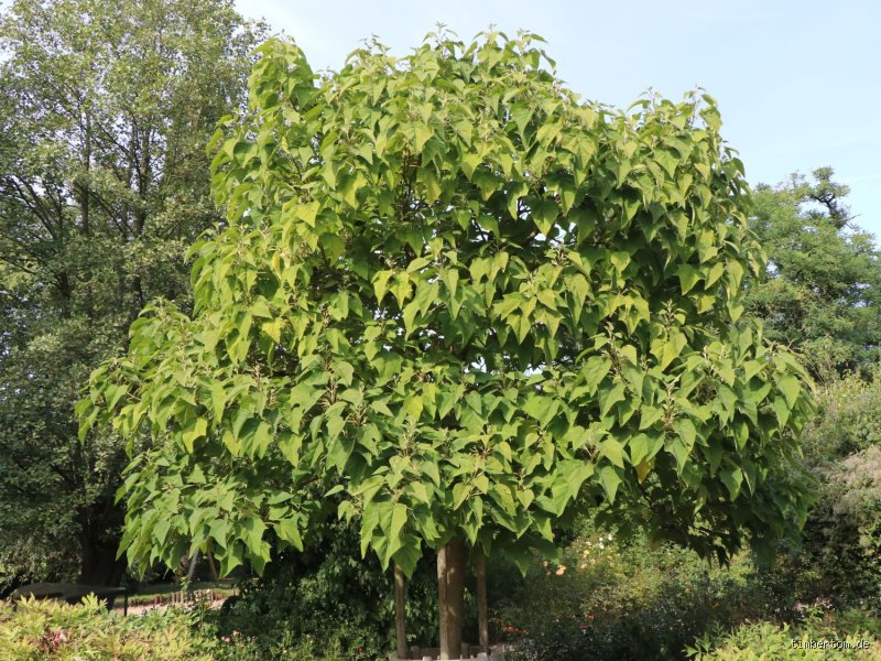 Welche Baum wächst am schnellsten?
