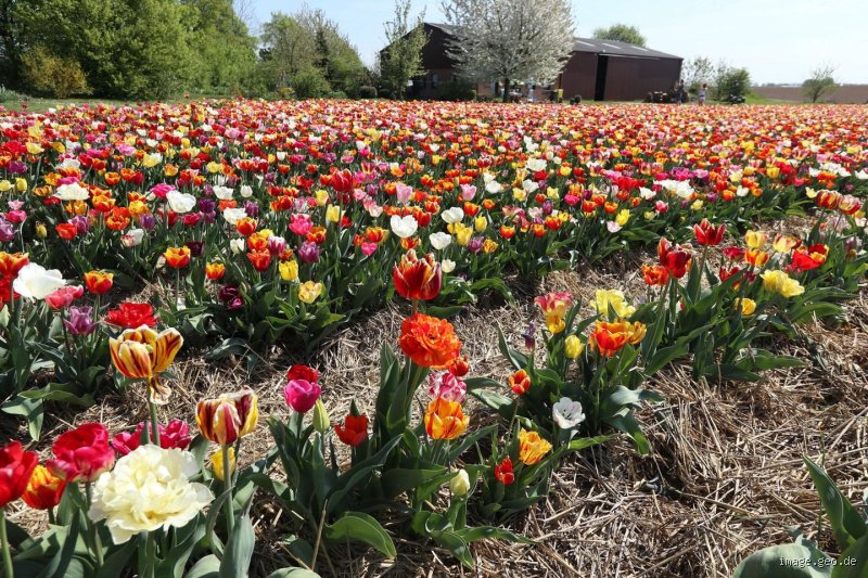 Welche Blumen gibt es nur in Deutschland?
