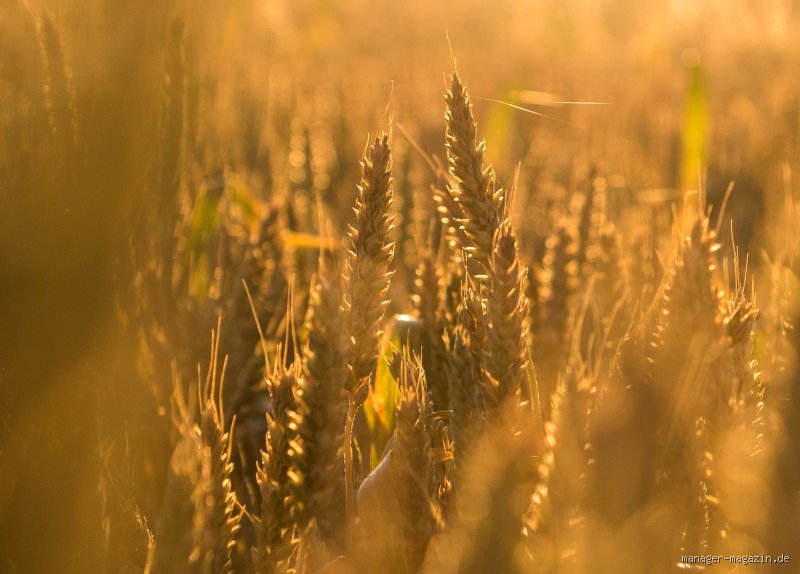 Wer produziert mehr Weizen: Russland oder Ukraine?