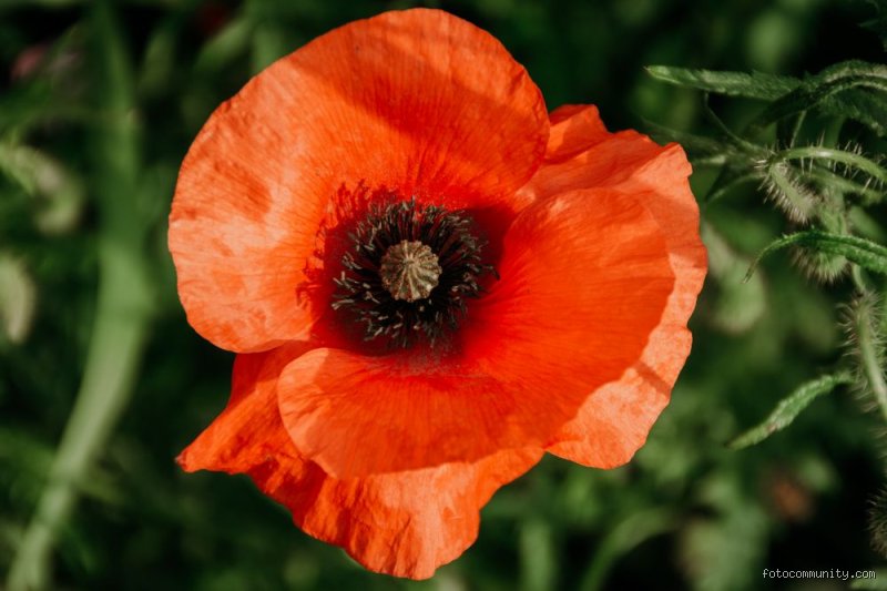 Wie sieht Klatschmohn aus?