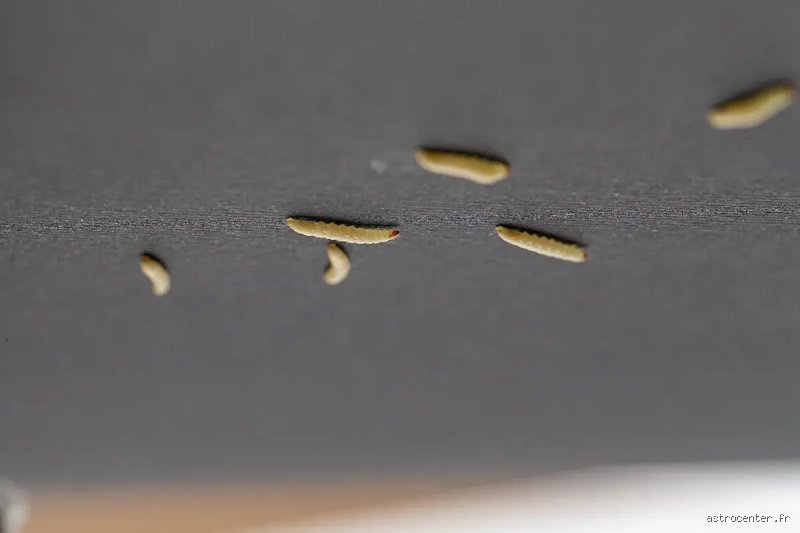 Pourquoi il y a des asticots au plafond ?