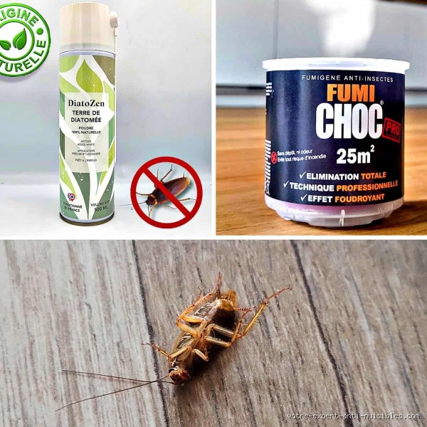 Quel est le meilleur produit pour tuer les cafards ?