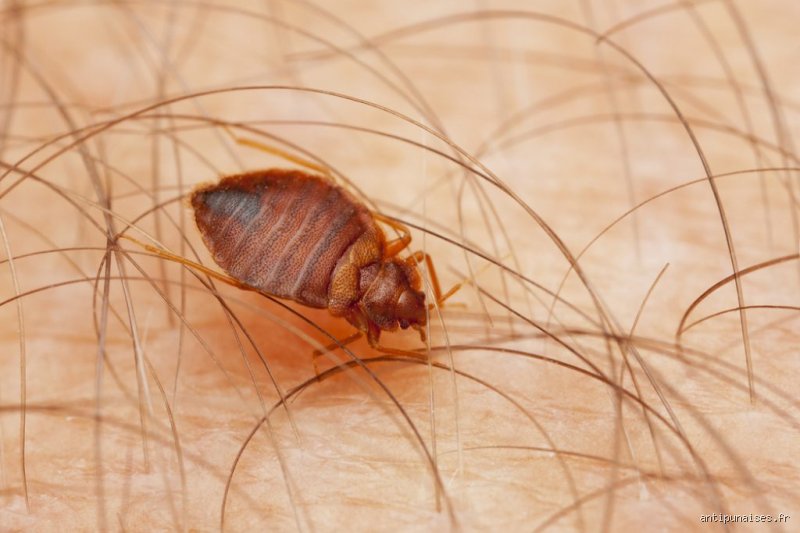 Quels insectes piquent dans le lit ? Guide complet pour identifier et éliminer les coupables