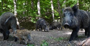 Comment faire si un sanglier nous attaque ?