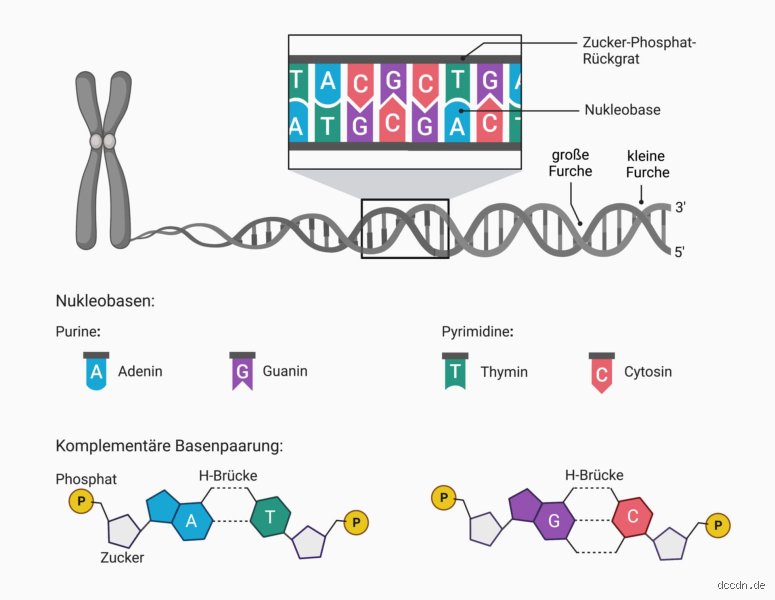 Spucke und DNA: Was steckt wirklich in deinem Speichel?