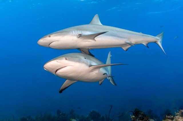 Was hält Haie fern? Wissenschaftliche Methoden und technische Lösungen zur Haifisch-Abwehr