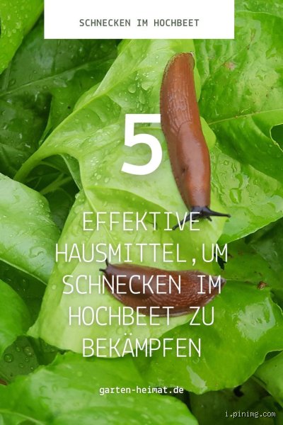 Schnecken-Alarm im Hochbeet? Diese Hausmittel retten deine Ernte!