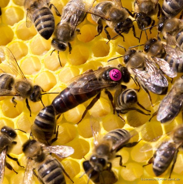 Was kostet eine Bienenkönigin mit Volk? Der ultimative Preis-Guide für Imker-Einsteiger und Profis 2026