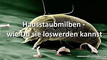 Was tötet Hausstaubmilben ab?
