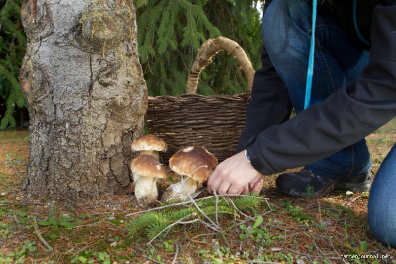 Werden Pilze bei 90 Grad abgetötet?