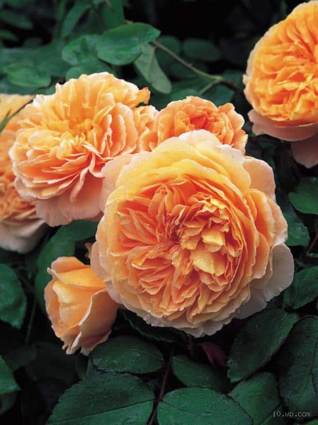 Comment s'appelle la plus belle rosé du monde ? Découvrez l'élixir parfait