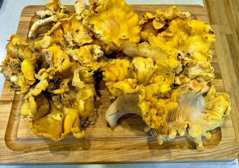 Est-ce qu'on lave les girolles à l'eau ? Le grand débat des gourmands et mes conseils de cueilleur avisé