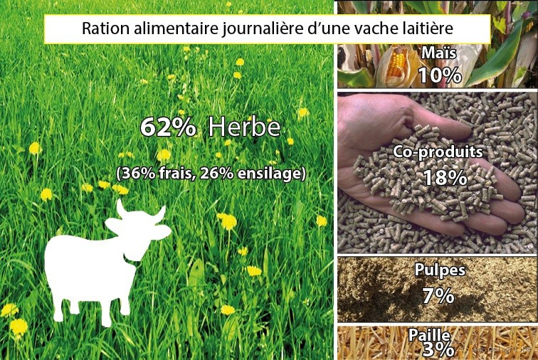 Est-ce qu'on mange de la vache ou du bœuf ? (La réponse surprenante)