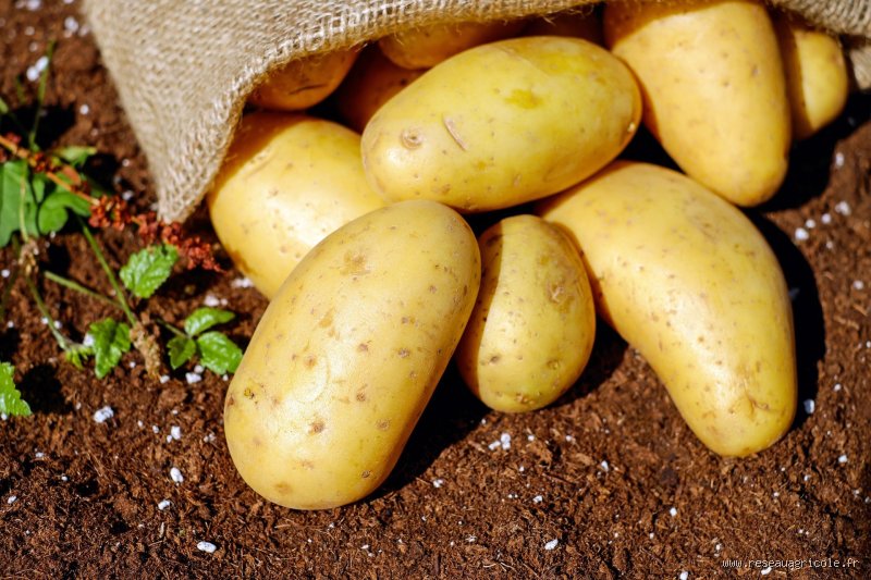 Congeler des Pommes de Terre Cuites : Le Guide Ultime (et Honnête) !