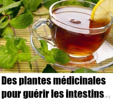 Quelle est la meilleure plante pour les intestins ? Découvrez la solution naturelle
