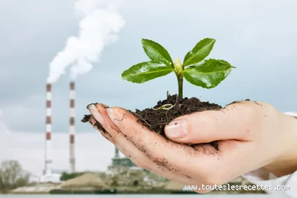 Quelle plante permet d'éliminer les métaux lourds de ton corps ?