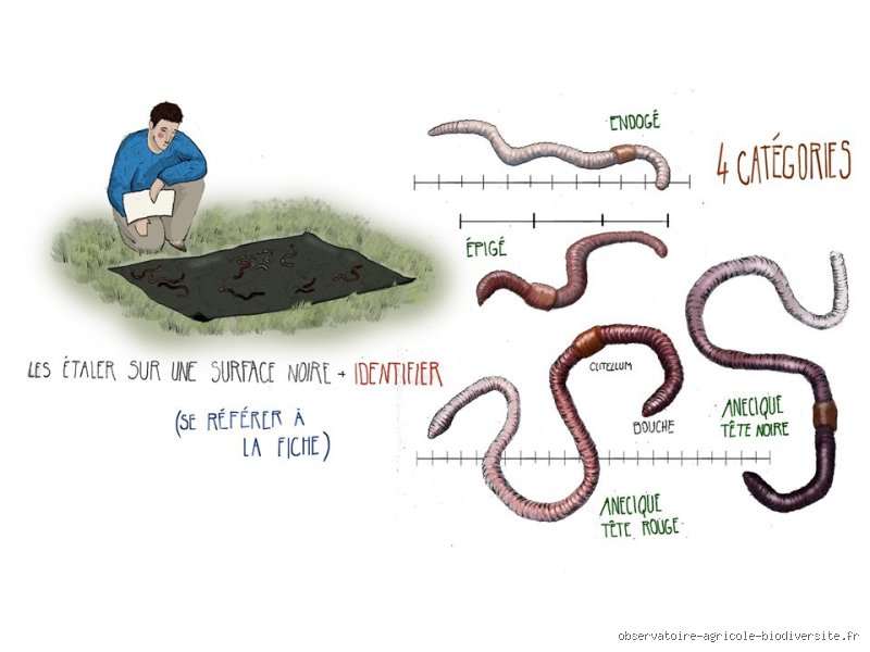 Comment s'appelle un vers de 7 pieds ?
