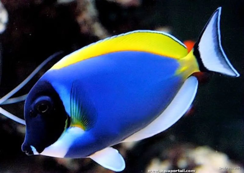 Quel poisson ne mange pas les juifs ?