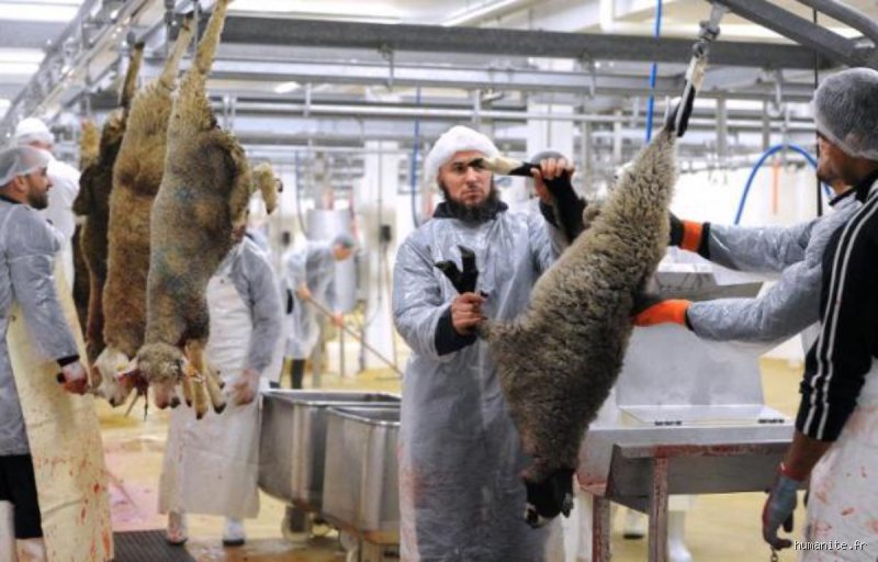 Quelle religion interdit l'abattage du bétail ? Le guide complet sur l'ahimsa et le respect de la vie animale