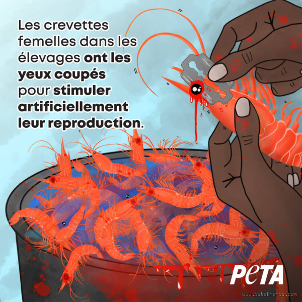 Quelle religion ne mange pas de crevettes ?