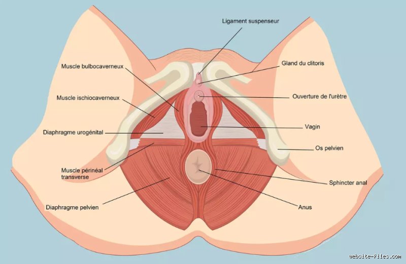 À quel âge commence l'endométriose ? Tout ce qu'on ne vous dit pas sur le véritable déclic de la maladie