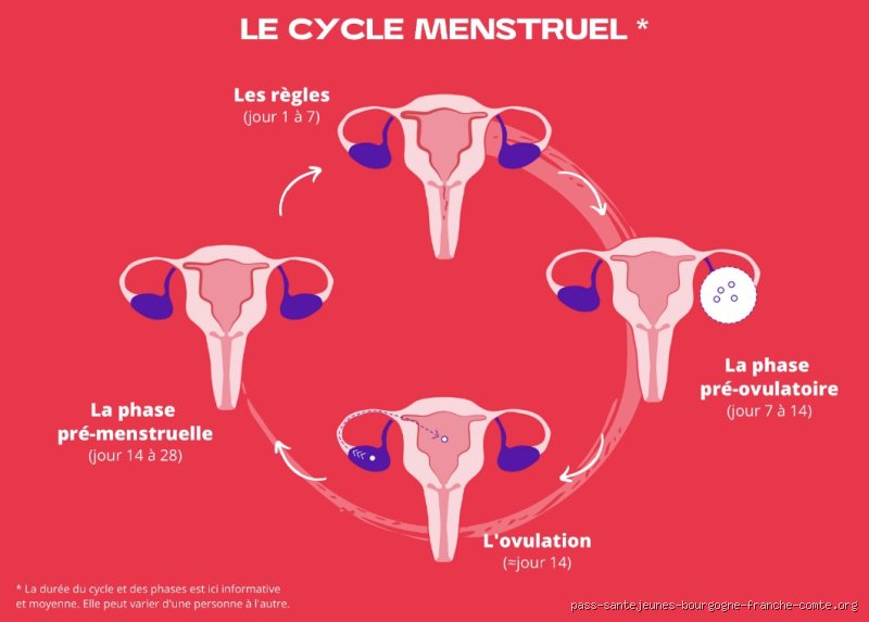 À quelle fréquence faut-il se doucher pendant les règles pour allier confort intime et santé dermatologique ?