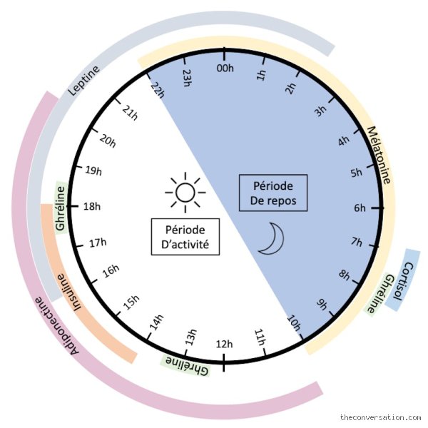 À quelle heure le cortisol atteint-il son pic le matin et pourquoi votre réveil brutal sabote-t-il votre énergie ?