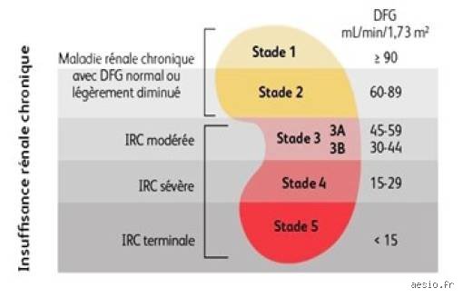 À quelle vitesse évolue une infection rénale ? Le compte à rebours caché derrière une simple cystite