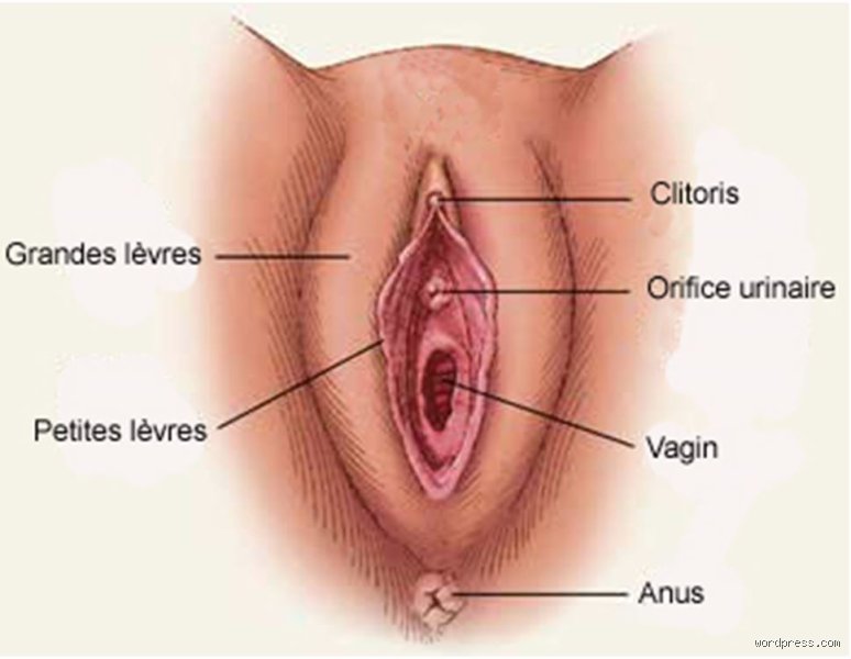 C'est quoi les 4 trous femme ? Anatomie, vérités scientifiques et tabous démystifiés