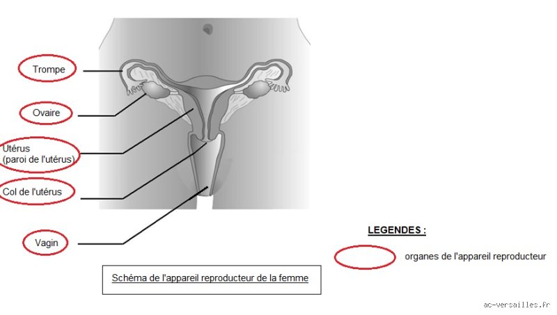 C'est quoi les 4 trous pour une femme : l'anatomie décryptée sans tabou ni approximation scientifique