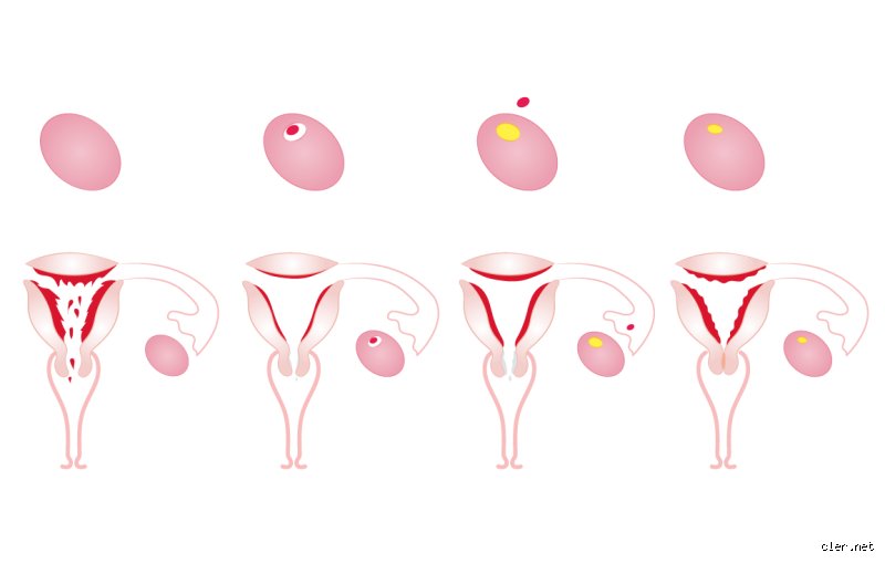 C'est quoi les règles chez la femme ? Comprendre enfin ce mécanisme biologique puissant et souvent mal interprété