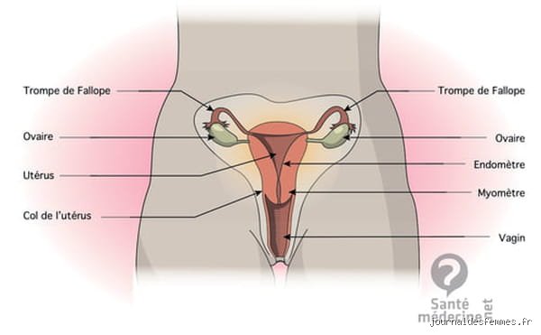 Combien de centimètres une femme peut-elle recevoir à l'intérieur d'elle ?