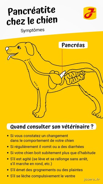 Combien de temps faut-il à un chien pour guérir d’une pancréatite ? Le guide complet pour comprendre les délais de convalescence
