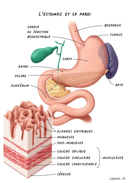 Combien de temps faut-il pour qu'un cancer de l'estomac se développe : la vérité sur une progression silencieuse et lente