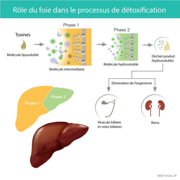 Combien de temps le foie a besoin pour éliminer les toxines ? Le guide complet pour comprendre la durée réelle de détoxification hépatique
