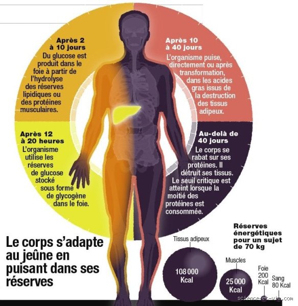 Combien de temps peut-on rester sans manger en cas de pancréatite ?