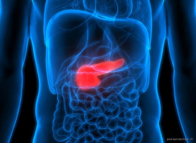 Combien de temps peut-on survivre sans pancréas ? Réalité médicale et nouveaux espoirs en 2026