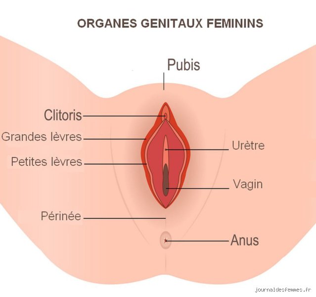 Comment appelle-t-on les parties intimes des femmes ? Le guide complet pour enfin nommer les choses correctement