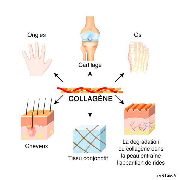 Comment compenser le manque de collagène naturellement pour redonner de la fermeté à votre peau et vitalité à vos articulations