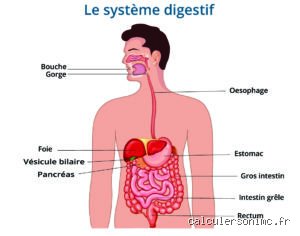 Comment digérer rapidement le soir pour retrouver un sommeil profond et éviter les réveils nocturnes