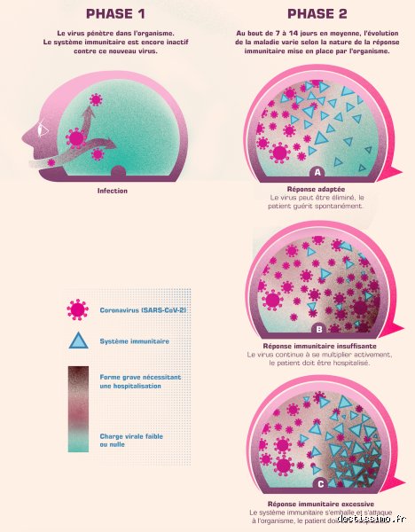 Comment le corps élimine un virus ? Voyage au cœur des tranchées biologiques pour comprendre la riposte immunitaire