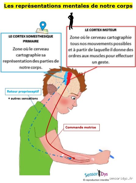 Comment le corps humain sait-il se guérir lui-même ? Les secrets d'une ingénierie biologique qui surpasse la médecine moderne
