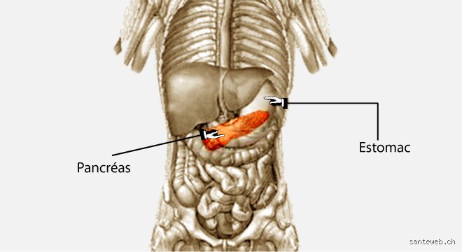 Comment palpe-t-on le pancréas ? Guide technique d'un examen clinique complexe et méconnu