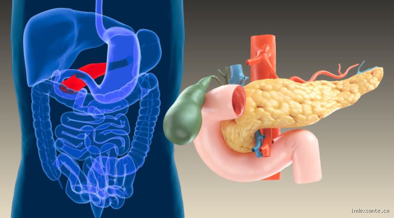 Comment palper son pancréas ? Guide complet sur la réalité anatomique et les limites de l'auto-examen abdominal