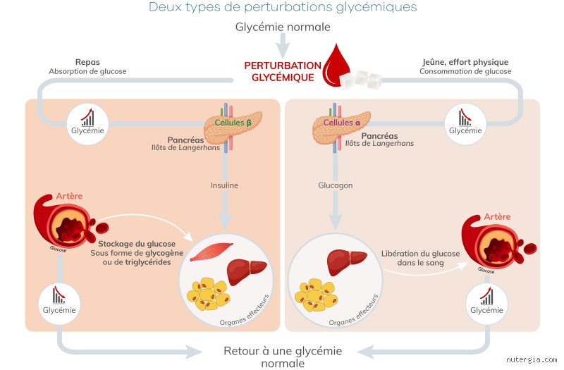 Comment puis-je rééquilibrer ma glycémie naturellement ?