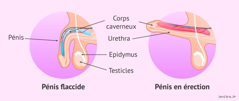 Comment puis-je savoir si un homme est impuissant ? Le guide complet pour décrypter les signes sans tomber dans le piège des idées reçues