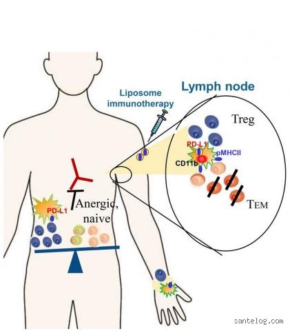 Comment réinitialiser son système auto-immun : le guide complet pour retrouver un équilibre biologique durable