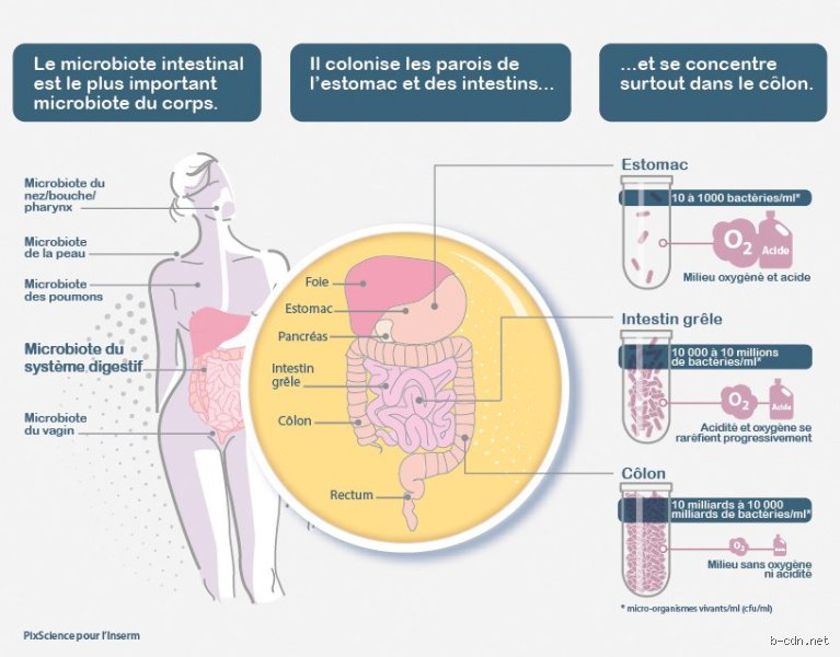 Comment retrouver le contrôle de ses intestins et réapprivoiser son système digestif durablement